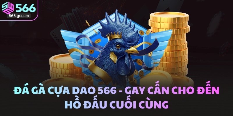 Đá Gà Cựa Dao 566 - Gay Cấn Cho đến Hồ đấu Cuối Cùng