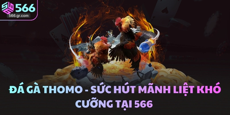 Kinh nghiệm chơi Đá gà Thomo 566 hiệu quả cho người mới