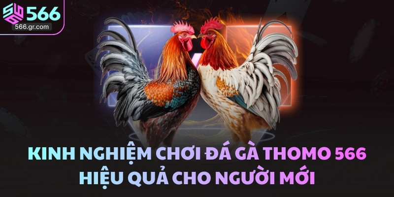 Kinh nghiệm chơi Đá gà Thomo 566 hiệu quả cho người mới