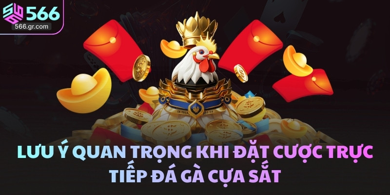 Lưu ý quan trọng khi đặt cược trực tiếp đá gà cựa sắt