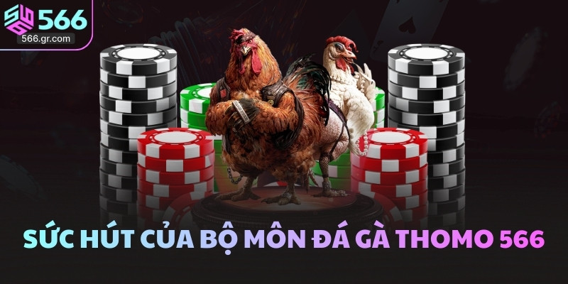 Sức hút của bộ môn đá gà Thomo 566